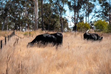 Avustralya 'daki güzel sığırlar ot yer, otlakta otlarlar. Tarımsal bir çiftlikte yetiştirilen sığır sürüsü. Yazın sürdürülebilir tarım