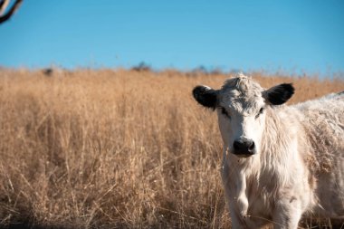 Avustralya 'daki güzel sığırlar ot yer, otlakta otlarlar. Tarımsal bir çiftlikte yetiştirilen sığır sürüsü. Yazın sürdürülebilir tarım