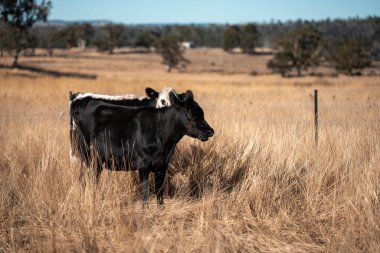 Avustralya 'daki güzel sığırlar ot yer, otlakta otlarlar. Tarımsal bir çiftlikte yetiştirilen sığır sürüsü. Yazın sürdürülebilir tarım