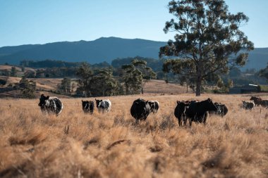 Avustralya 'daki güzel sığırlar ot yer, otlakta otlarlar. Tarımsal bir çiftlikte yetiştirilen sığır sürüsü. Yazın sürdürülebilir tarım