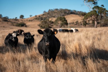 Avustralya 'daki güzel sığırlar ot yer, otlakta otlarlar. Tarımsal bir çiftlikte yetiştirilen sığır sürüsü. Yazın sürdürülebilir tarım