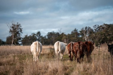 Avustralya 'daki güzel sığırlar ot yer, otlakta otlarlar. Tarımsal bir çiftlikte yetiştirilen sığır sürüsü. Yazın sürdürülebilir tarım