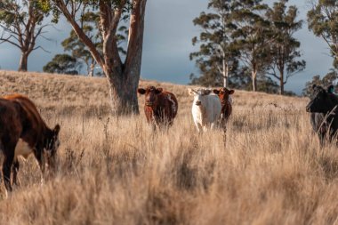 Avustralya 'daki güzel sığırlar ot yer, otlakta otlarlar. Tarımsal bir çiftlikte yetiştirilen sığır sürüsü. Yazın sürdürülebilir tarım