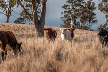 Avustralya 'daki güzel sığırlar ot yer, otlakta otlarlar. Tarımsal bir çiftlikte yetiştirilen sığır sürüsü. Yazın sürdürülebilir tarım