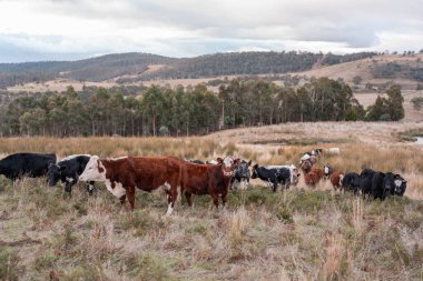 Avustralya 'daki güzel sığırlar ot yer, otlakta otlarlar. Tarımsal bir çiftlikte yetiştirilen sığır sürüsü. Yazın sürdürülebilir tarım