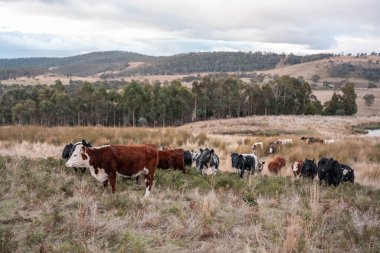Avustralya 'daki güzel sığırlar ot yer, otlakta otlarlar. Tarımsal bir çiftlikte yetiştirilen sığır sürüsü. Yazın sürdürülebilir tarım