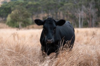 Avustralya wagyu inekleri çayırda otluyor. Avustralya 'da ilkbaharda organik bir çiftlikte çayırda ot yiyen siyah bir angus ineğinin görüntüsü.