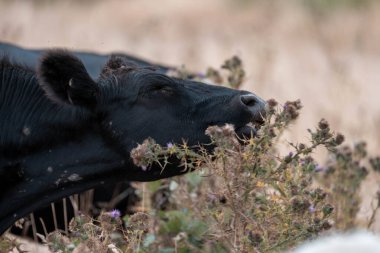 Avustralya wagyu inekleri çayırda otluyor. Avustralya 'da ilkbaharda organik bir çiftlikte çayırda ot yiyen siyah bir angus ineğinin görüntüsü.