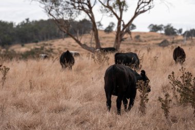 Avustralya wagyu inekleri çayırda otluyor. Avustralya 'da ilkbaharda organik bir çiftlikte çayırda ot yiyen siyah bir angus ineğinin görüntüsü.