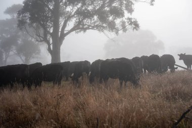 Sisli bir tarlada otlayan inekler, güzel inekler ve sığırların otladığı bir çiftliğin sürdürülebilir tarım arazisindeki tepelerin üzerinden Avustralya 'nın kırsalında otlayan sığırlar.
