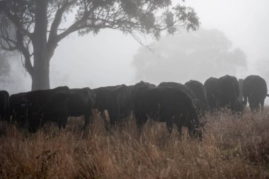 Sisli bir tarlada otlayan inekler, güzel inekler ve sığırların otladığı bir çiftliğin sürdürülebilir tarım arazisindeki tepelerin üzerinden Avustralya 'nın kırsalında otlayan sığırlar.