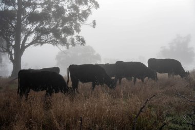 Sisli bir tarlada otlayan inekler, güzel inekler ve sığırların otladığı bir çiftliğin sürdürülebilir tarım arazisindeki tepelerin üzerinden Avustralya 'nın kırsalında otlayan sığırlar.