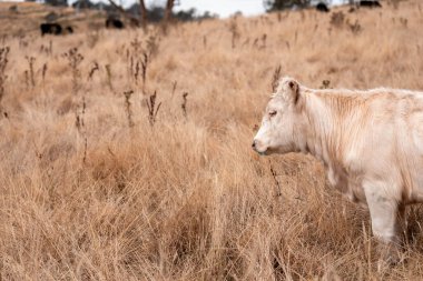 Avustralya wagyu inekleri çayırda otluyor. Avustralya 'da ilkbaharda organik bir çiftlikte çayırda ot yiyen siyah bir angus ineğinin görüntüsü.