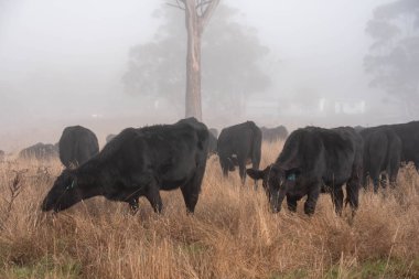 Sisli bir tarlada otlayan inekler, güzel inekler ve sığırların otladığı bir çiftliğin sürdürülebilir tarım arazisindeki tepelerin üzerinden Avustralya 'nın kırsalında otlayan sığırlar.