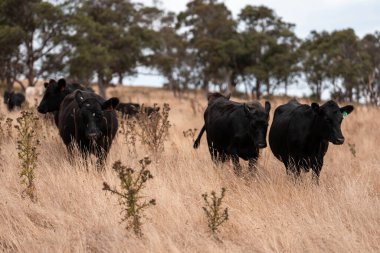 Avustralya wagyu inekleri çayırda otluyor. Avustralya 'da ilkbaharda organik bir çiftlikte çayırda ot yiyen siyah bir angus ineğinin görüntüsü.