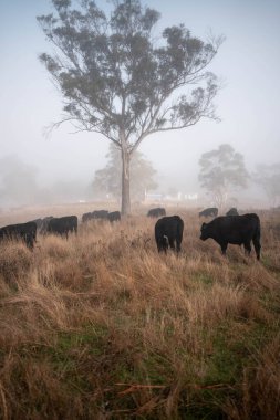 Sisli bir tarlada otlayan inekler, güzel inekler ve sığırların otladığı bir çiftliğin sürdürülebilir tarım arazisindeki tepelerin üzerinden Avustralya 'nın kırsalında otlayan sığırlar.