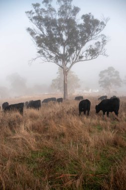 Sisli bir tarlada otlayan inekler, güzel inekler ve sığırların otladığı bir çiftliğin sürdürülebilir tarım arazisindeki tepelerin üzerinden Avustralya 'nın kırsalında otlayan sığırlar.