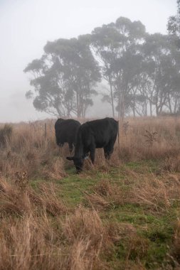 Sisli bir tarlada otlayan inekler, güzel inekler ve sığırların otladığı bir çiftliğin sürdürülebilir tarım arazisindeki tepelerin üzerinden Avustralya 'nın kırsalında otlayan sığırlar.