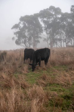 Sisli bir tarlada otlayan inekler, güzel inekler ve sığırların otladığı bir çiftliğin sürdürülebilir tarım arazisindeki tepelerin üzerinden Avustralya 'nın kırsalında otlayan sığırlar.