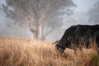 Sisli bir tarlada otlayan inekler, güzel inekler ve sığırların otladığı bir çiftliğin sürdürülebilir tarım arazisindeki tepelerin üzerinden Avustralya 'nın kırsalında otlayan sığırlar.