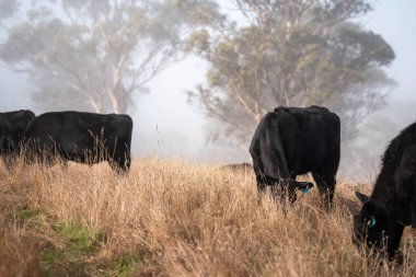 Sisli bir tarlada otlayan inekler, güzel inekler ve sığırların otladığı bir çiftliğin sürdürülebilir tarım arazisindeki tepelerin üzerinden Avustralya 'nın kırsalında otlayan sığırlar.