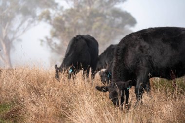 Sisli bir tarlada otlayan inekler, güzel inekler ve sığırların otladığı bir çiftliğin sürdürülebilir tarım arazisindeki tepelerin üzerinden Avustralya 'nın kırsalında otlayan sığırlar.