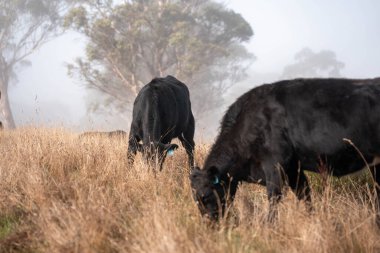 Sisli bir tarlada otlayan inekler, güzel inekler ve sığırların otladığı bir çiftliğin sürdürülebilir tarım arazisindeki tepelerin üzerinden Avustralya 'nın kırsalında otlayan sığırlar.