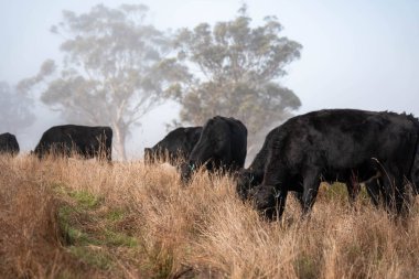 Sisli bir tarlada otlayan inekler, güzel inekler ve sığırların otladığı bir çiftliğin sürdürülebilir tarım arazisindeki tepelerin üzerinden Avustralya 'nın kırsalında otlayan sığırlar.