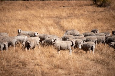 Koyunlar tarlada. Merino koyunu, Yeni Zelanda ve Avustralya 'da otluyor ve yiyor.