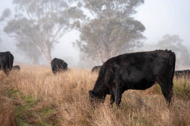 Sisli bir tarlada otlayan inekler, güzel inekler ve sığırların otladığı bir çiftliğin sürdürülebilir tarım arazisindeki tepelerin üzerinden Avustralya 'nın kırsalında otlayan sığırlar.