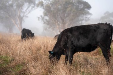 Sisli bir tarlada otlayan inekler, güzel inekler ve sığırların otladığı bir çiftliğin sürdürülebilir tarım arazisindeki tepelerin üzerinden Avustralya 'nın kırsalında otlayan sığırlar.