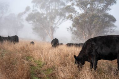Sisli bir tarlada otlayan inekler, güzel inekler ve sığırların otladığı bir çiftliğin sürdürülebilir tarım arazisindeki tepelerin üzerinden Avustralya 'nın kırsalında otlayan sığırlar.
