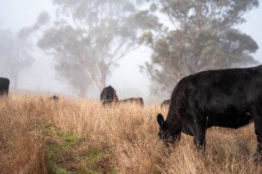 Sisli bir tarlada otlayan inekler, güzel inekler ve sığırların otladığı bir çiftliğin sürdürülebilir tarım arazisindeki tepelerin üzerinden Avustralya 'nın kırsalında otlayan sığırlar.