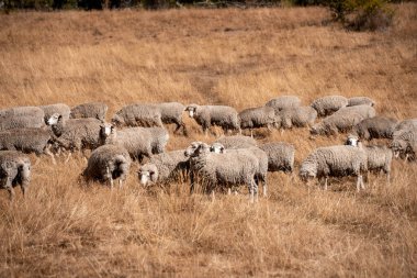 Koyunlar tarlada. Merino koyunu, Yeni Zelanda ve Avustralya 'da otluyor ve yiyor.