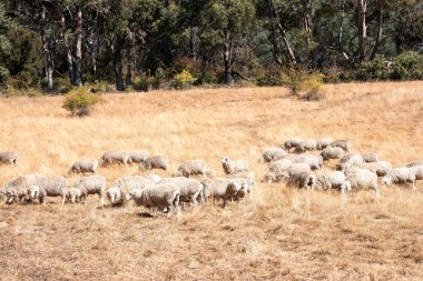 Koyunlar tarlada. Merino koyunu, Yeni Zelanda ve Avustralya 'da otluyor ve yiyor.