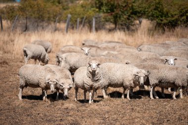Koyunlar tarlada. Merino koyunu, Yeni Zelanda ve Avustralya 'da otluyor ve yiyor.
