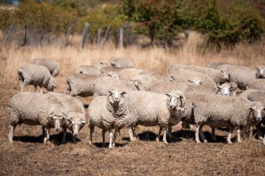 Koyunlar tarlada. Merino koyunu, Yeni Zelanda ve Avustralya 'da otluyor ve yiyor.