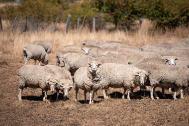 Koyunlar tarlada. Merino koyunu, Yeni Zelanda ve Avustralya 'da otluyor ve yiyor.
