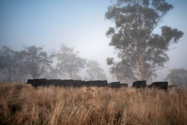 Sisli bir tarlada otlayan inekler, güzel inekler ve sığırların otladığı bir çiftliğin sürdürülebilir tarım arazisindeki tepelerin üzerinden Avustralya 'nın kırsalında otlayan sığırlar.