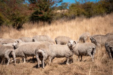 Koyunlar tarlada. Merino koyunu, Yeni Zelanda ve Avustralya 'da otluyor ve yiyor.