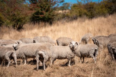 Koyunlar tarlada. Merino koyunu, Yeni Zelanda ve Avustralya 'da otluyor ve yiyor.