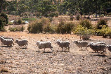 Koyunlar tarlada. Merino koyunu, Yeni Zelanda ve Avustralya 'da otluyor ve yiyor.