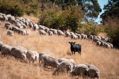 Koyunlar tarlada. Merino koyunu, Yeni Zelanda ve Avustralya 'da otluyor ve yiyor.
