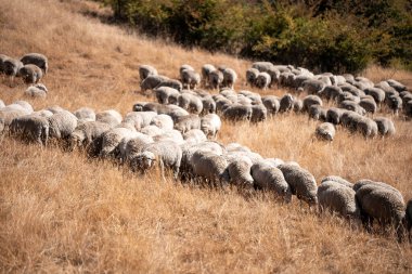 Koyunlar tarlada. Merino koyunu, Yeni Zelanda ve Avustralya 'da otluyor ve yiyor.