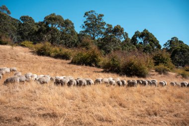 Koyunlar tarlada. Merino koyunu, Yeni Zelanda ve Avustralya 'da otluyor ve yiyor.