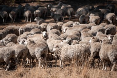 Koyunlar tarlada. Merino koyunu, Yeni Zelanda ve Avustralya 'da otluyor ve yiyor.