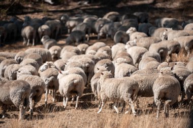 Koyunlar tarlada. Merino koyunu, Yeni Zelanda ve Avustralya 'da otluyor ve yiyor.