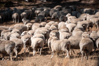 Koyunlar tarlada. Merino koyunu, Yeni Zelanda ve Avustralya 'da otluyor ve yiyor.