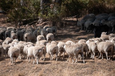 Koyunlar tarlada. Merino koyunu, Yeni Zelanda ve Avustralya 'da otluyor ve yiyor.