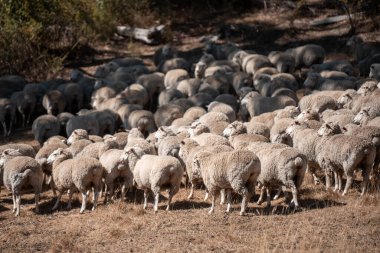 Koyunlar tarlada. Merino koyunu, Yeni Zelanda ve Avustralya 'da otluyor ve yiyor.